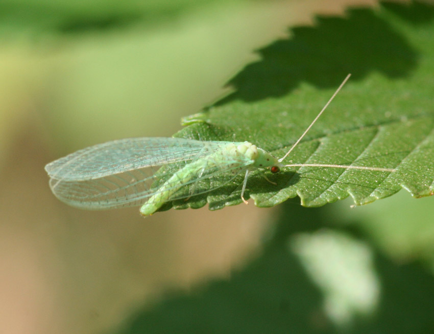 Dichochrysa prasina e altre Chrysopidae